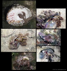Dardanus lagopodes•&copy; Ria Tan•All Rights Reserved