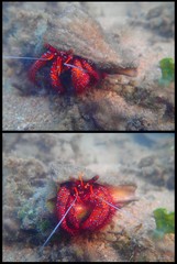 Dardanus megistos•&copy; Rene Ong•All Rights Reserved