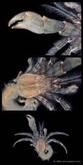 Diogenes fasciatus•&copy; CMBS photography team•All Rights Reserved