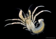 Diogenes fasciatus•&copy; CMBS photography team•All Rights Reserved