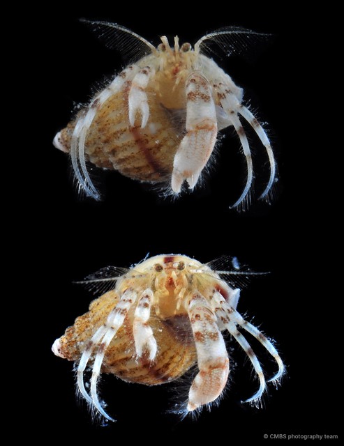Paguristes sp. "2"•&copy; CMBS photography team•All Rights Reserved