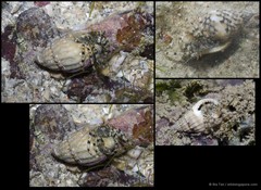 Pseudopaguristes monoporus•&copy; Ria Tan•All Rights Reserved