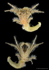 Pseudopaguristes monoporus•&copy; CMBS photography team•All Rights Reserved