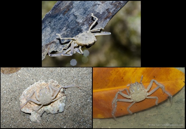 Dorippidae sp. "1a8e63b8"•&copy; Ria Tan•All Rights Reserved