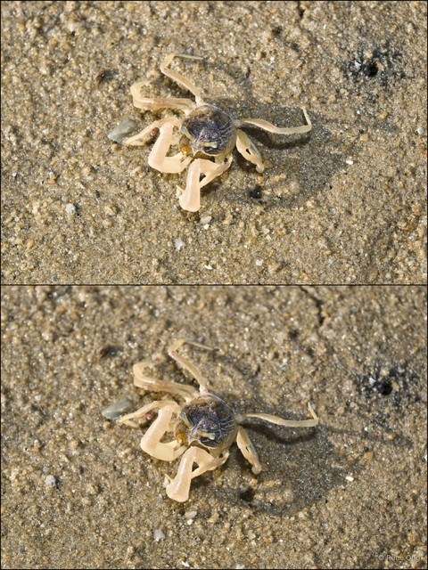 Dotilla sp. "52cebfb8"•&copy; Rene Ong•All Rights Reserved