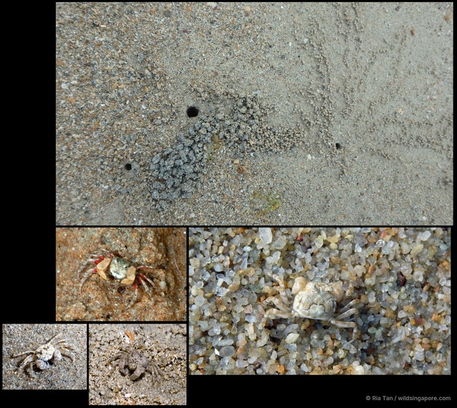 Scopimera sp. "5267e682"•&copy; Ria Tan•All Rights Reserved