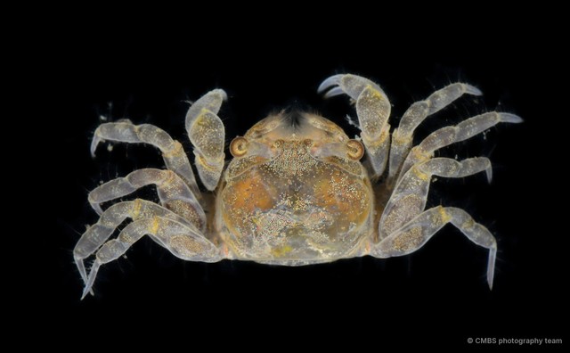 Scopimera sp. "JS-2247"•&copy; CMBS photography team•All Rights Reserved