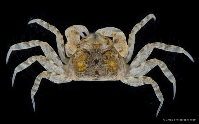 Scopimera sp. "JS-2343"•&copy; CMBS photography team•All Rights Reserved