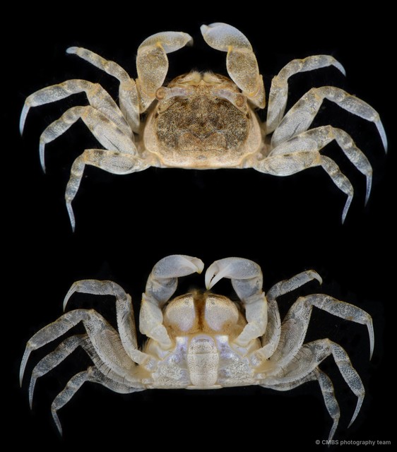 Scopimera sp. "JS-2754"•&copy; CMBS photography team•All Rights Reserved