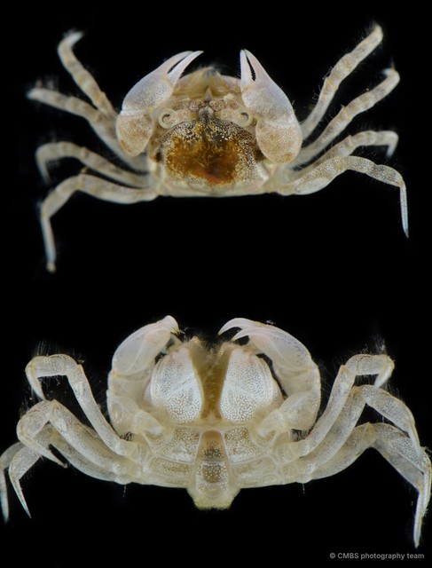 Scopimera sp. "JS-3599"•&copy; CMBS photography team•All Rights Reserved