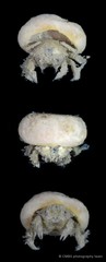 Dromiidae sp. "JS-0781"