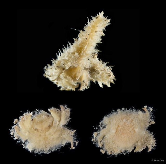 Dromiidae sp. "SEA-2251"•&copy; Rene Ong•All Rights Reserved