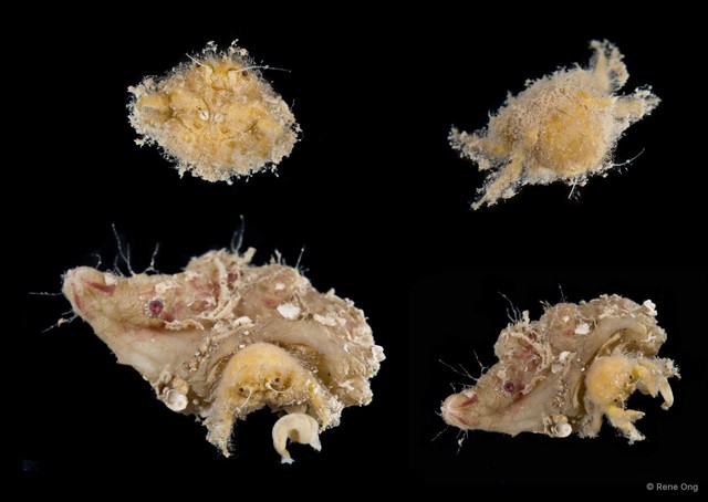 Dromiidae sp. "SEA-2260"•&copy; Rene Ong•All Rights Reserved