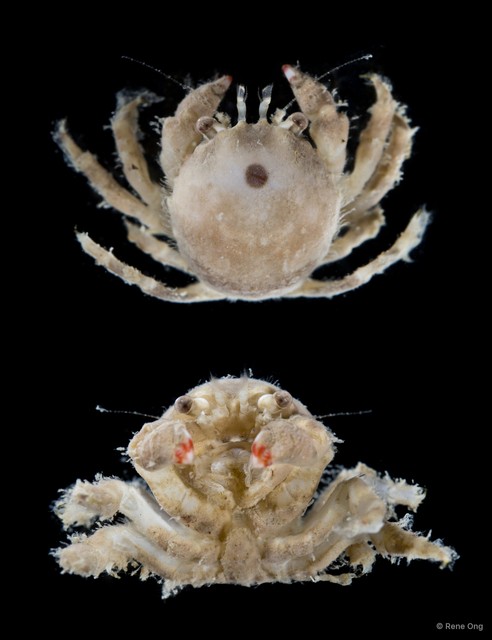 Dromiidae sp. "SEA-3835"•&copy; Rene Ong•All Rights Reserved