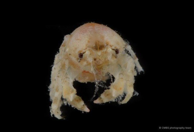 Dromiidae sp. "SS-3596"•&copy; CMBS photography team•All Rights Reserved