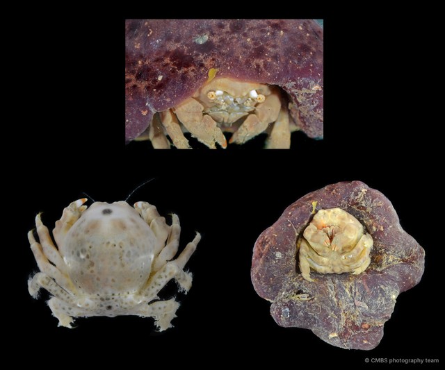 Dromiidae sp. "SS-4390"•&copy; CMBS photography team•All Rights Reserved