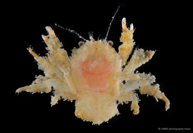 Cryptodromia amboinensis•&copy; CMBS photography team•All Rights Reserved