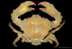 Dromidia sp. "JS-2376"