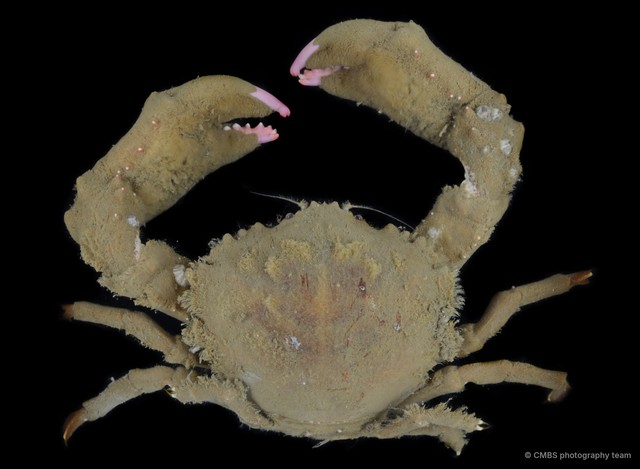 Dromidiopsis indica•&copy; CMBS photography team•All Rights Reserved