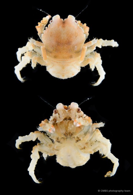 Epigodromia sp. "aff. SS-4811"•&copy; CMBS photography team•All Rights Reserved