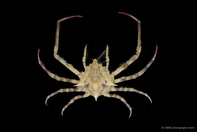 Doclea sp. "1"•&copy; CMBS photography team•All Rights Reserved