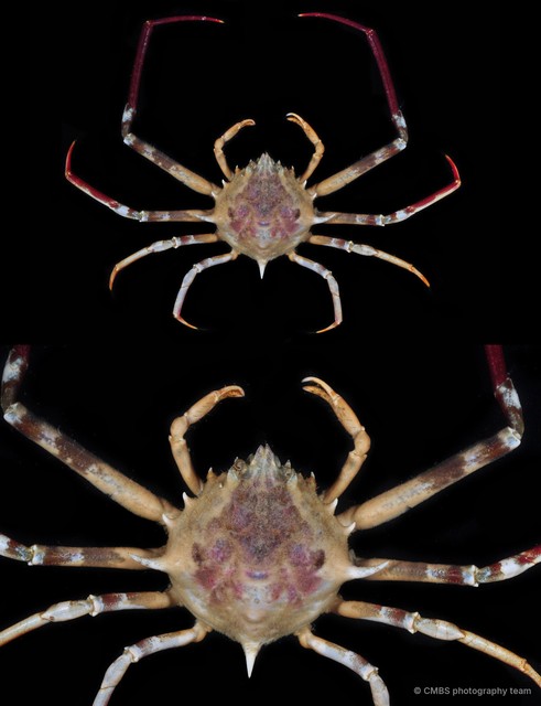 Doclea sp. "2"•&copy; CMBS photography team•All Rights Reserved