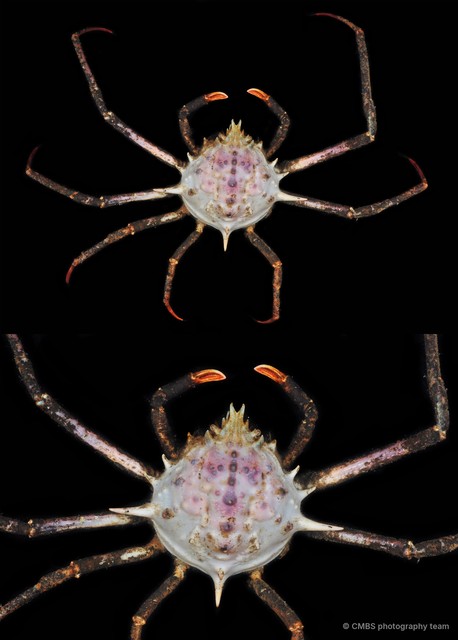 Doclea sp. "3"•&copy; CMBS photography team•All Rights Reserved