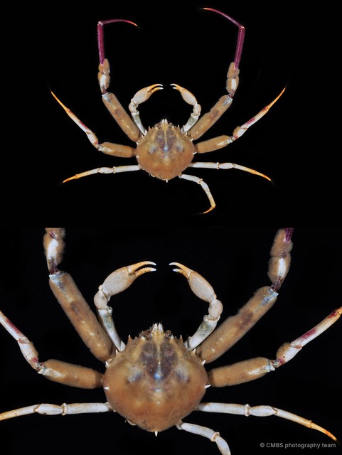 Doclea sp. "4"•&copy; CMBS photography team•All Rights Reserved