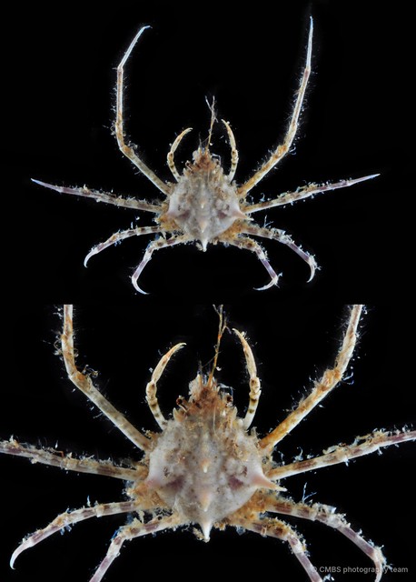 Doclea sp. "5"•&copy; CMBS photography team•All Rights Reserved