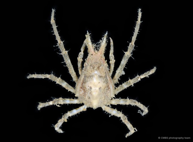 Hyastenus sp. "c750f749"•&copy; CMBS photography team•All Rights Reserved