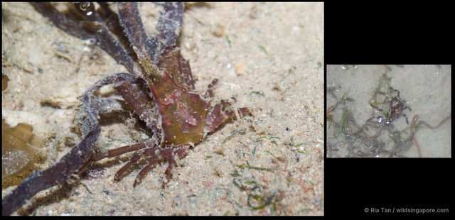 Menaethius sp. "30258a04"•&copy; Ria Tan•All Rights Reserved