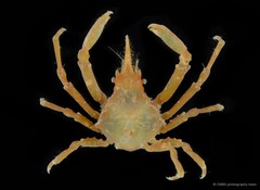 Menaethius monoceros•&copy; CMBS photography team•All Rights Reserved
