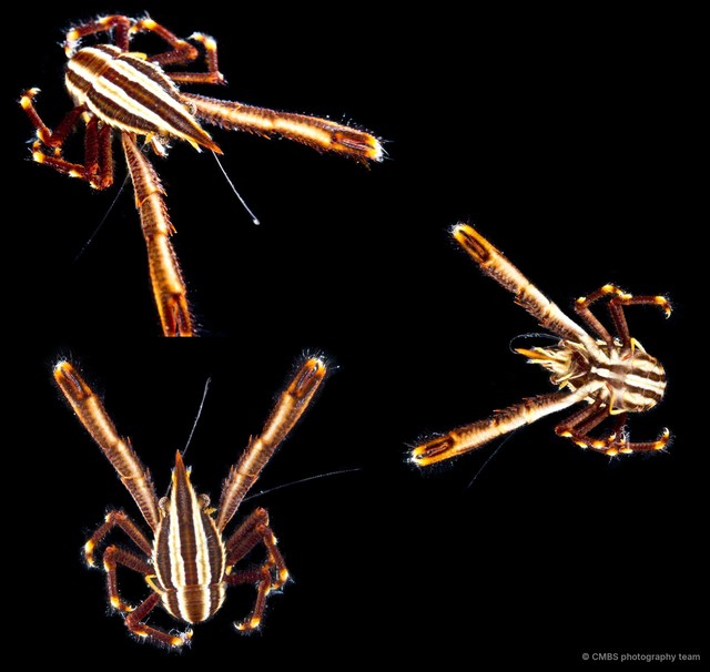 Allogalathea elegans•&copy; CMBS photography team•All Rights Reserved