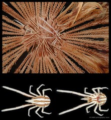 Allogalathea longimana•&copy; CMBS photography team•All Rights Reserved