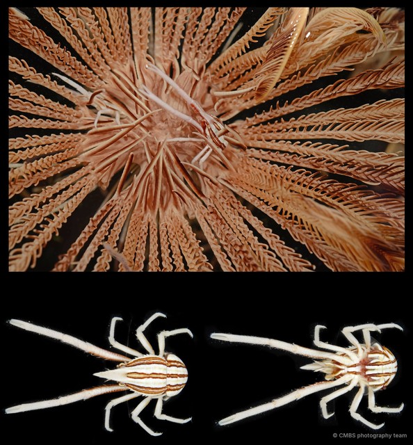 Allogalathea longimana•&copy; CMBS photography team•All Rights Reserved