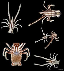 Allogalathea longimana•&copy; Rene Ong•All Rights Reserved