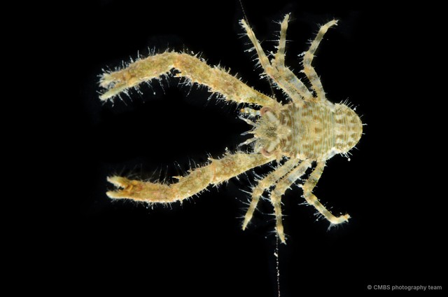 Galathea sp. "f032b8db"•&copy; CMBS photography team•All Rights Reserved