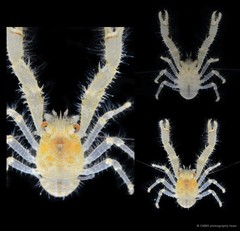 Galathea subsquamata Stimpson, 1858