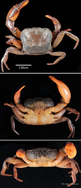 Irmengardia johnsoni•&copy; Ang Yuchen•All Rights Reserved