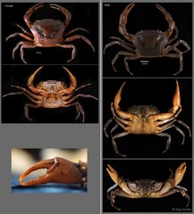 Parathelphusa maculata•&copy; Ang Yuchen•All Rights Reserved