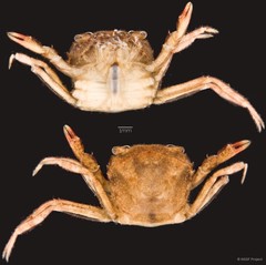 Parathelphusa maculata•&copy; NSSF Project•All Rights Reserved