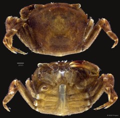 Parathelphusa maculata•&copy; NSSF Project•All Rights Reserved