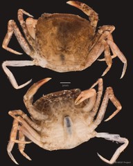 Parathelphusa maculata•&copy; NSSF Project•All Rights Reserved