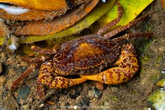 Parathelphusa reticulata•&copy; Kenneth Chin•All Rights Reserved