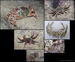 Grapsus albolineatus•&copy; Ria Tan•All Rights Reserved