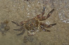 Grapsus albolineatus•&copy; Rene Ong•All Rights Reserved
