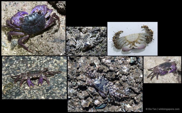 Metopograpsus sp. "1a8e63c1"•&copy; Ria Tan•All Rights Reserved