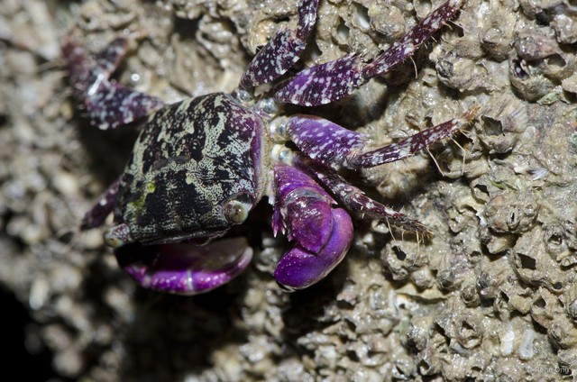 Metopograpsus sp. "bfe8d4f2"•&copy; Rene Ong•All Rights Reserved