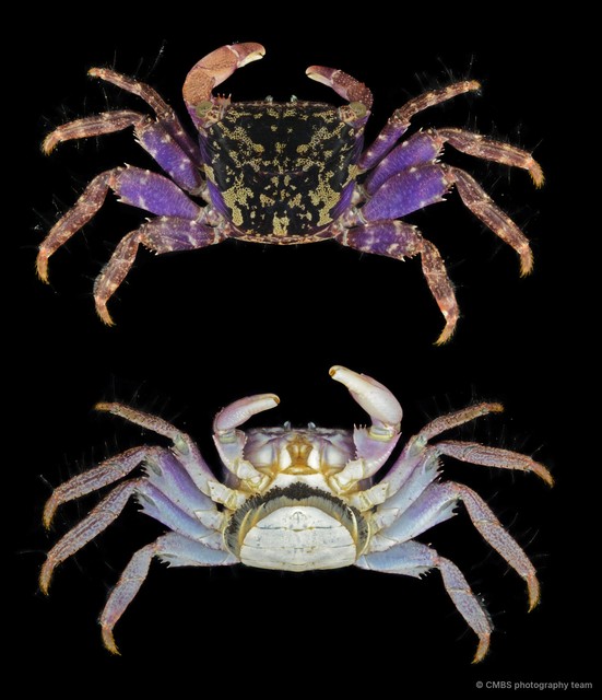 Metopograpsus sp. "cf. frontalis"•&copy; CMBS photography team•All Rights Reserved