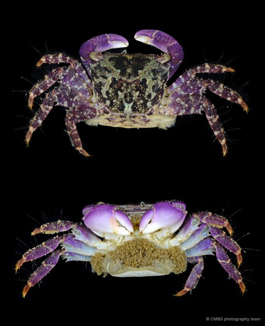 Metopograpsus sp. "JS-1214"•&copy; CMBS photography team•All Rights Reserved
